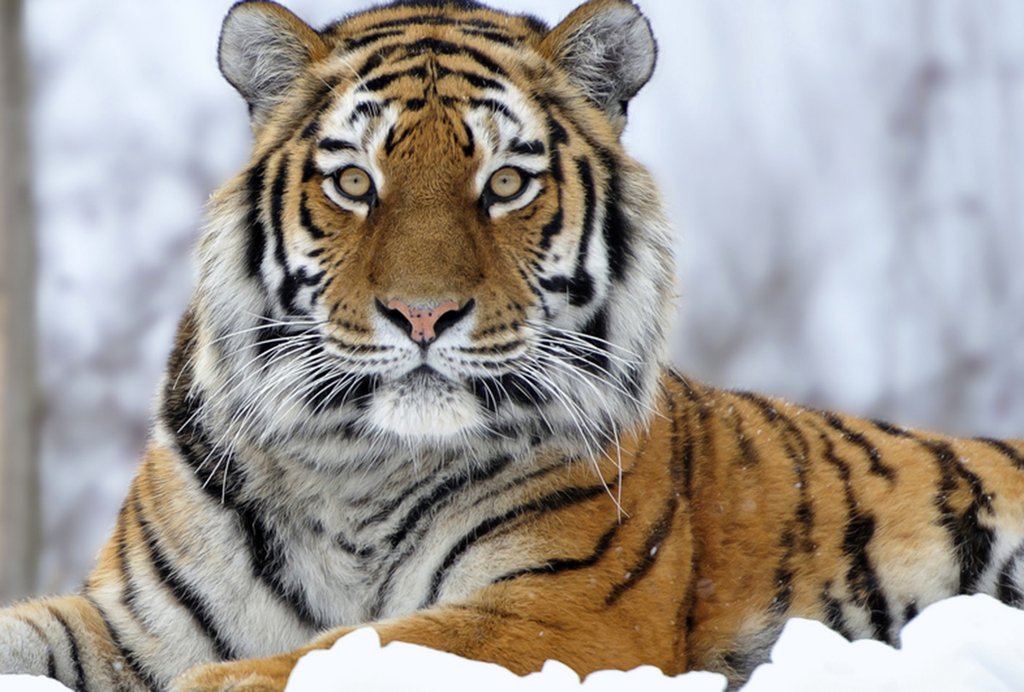 ООО «КСБ» и II Международный форум по сохранению тигра